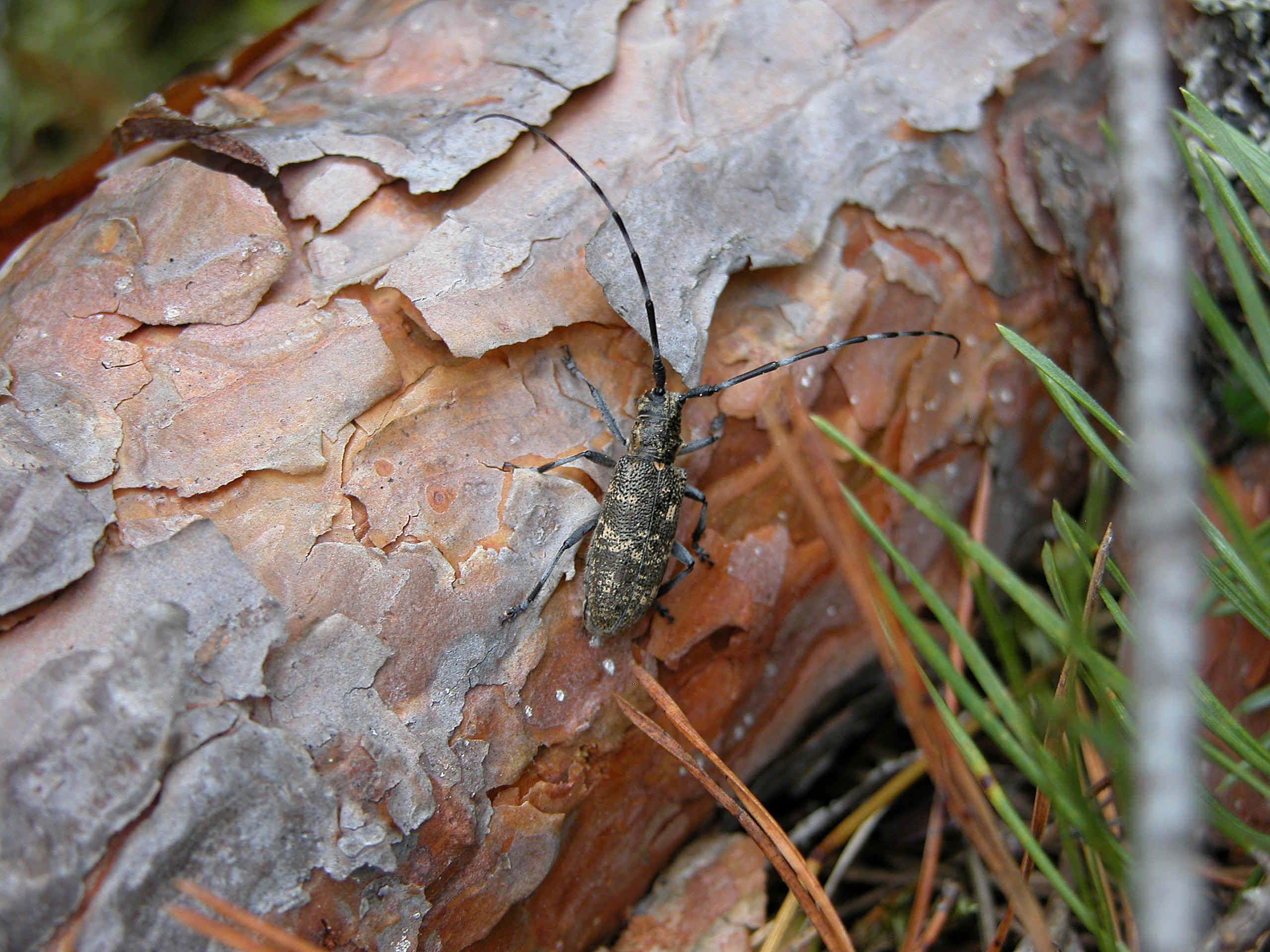 Tallvedsnematodens bästa kompis, en långhorningshona som lägger ägg under barken på ett fällt träd.