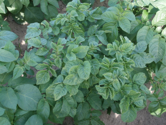 Virusoireita perunakasvustossa