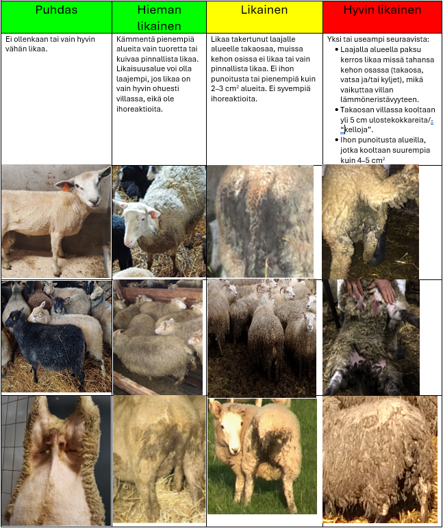 Infografiikka lampaiden puhtausluokituksesta neljään kategoriaan: puhdas, hieman likainen, likainen ja hyvin likainen. Kussakin kategoriassa on tekstikuvaus ja valokuvia sioista, joiden iho ja villa ovat asteittain enemmän lian peitossa: puhtaassa luokassa lammas on lähes puhdas, hieman likaisessa pienillä lika-alueilla, likaisessa laajemmilla lika-alueilla ja hyvin likaisessa suurin osa kehosta on lian peitossa.
