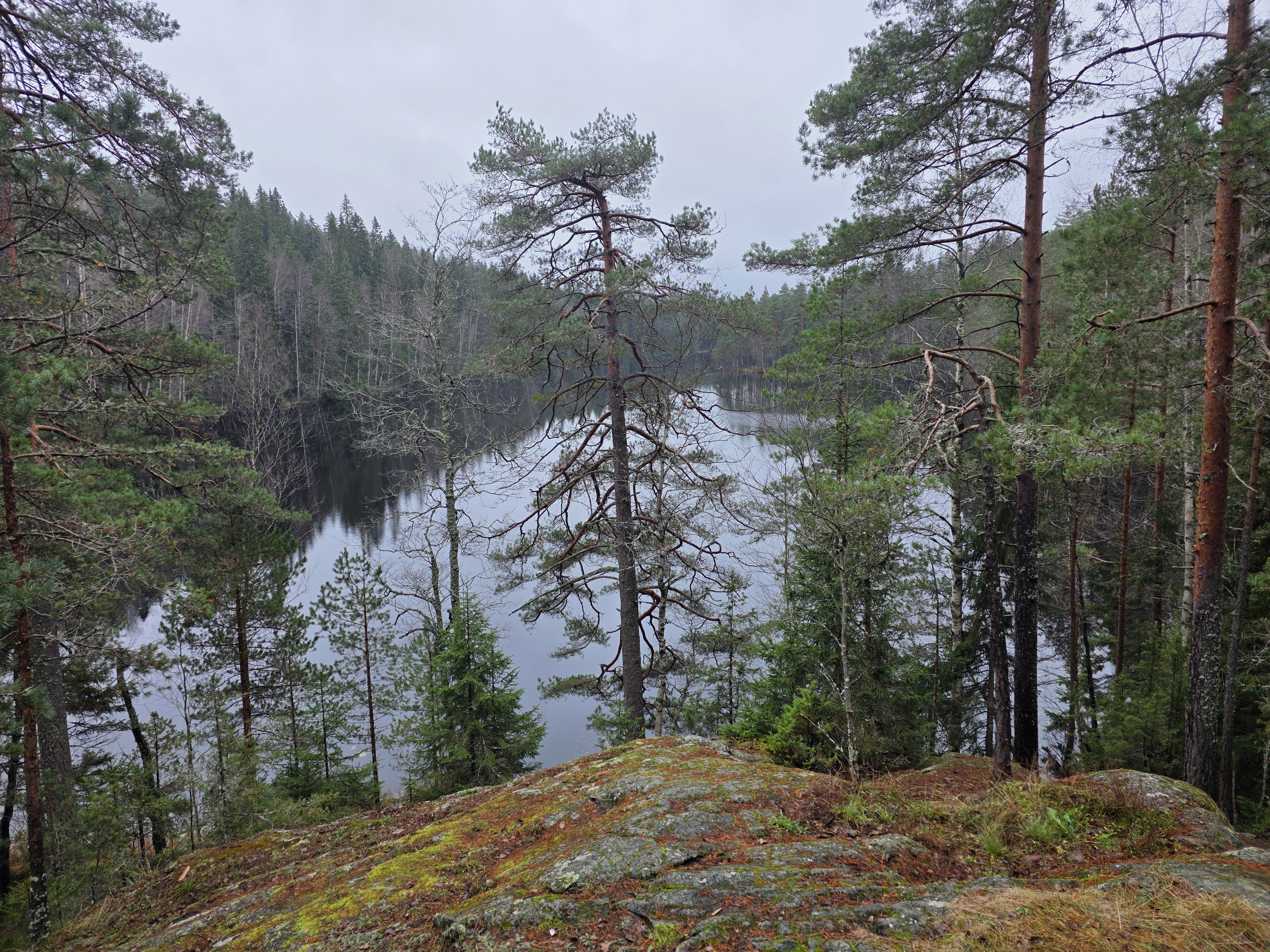 Metsien moninaisk&auml;ytt&ouml;.jpg