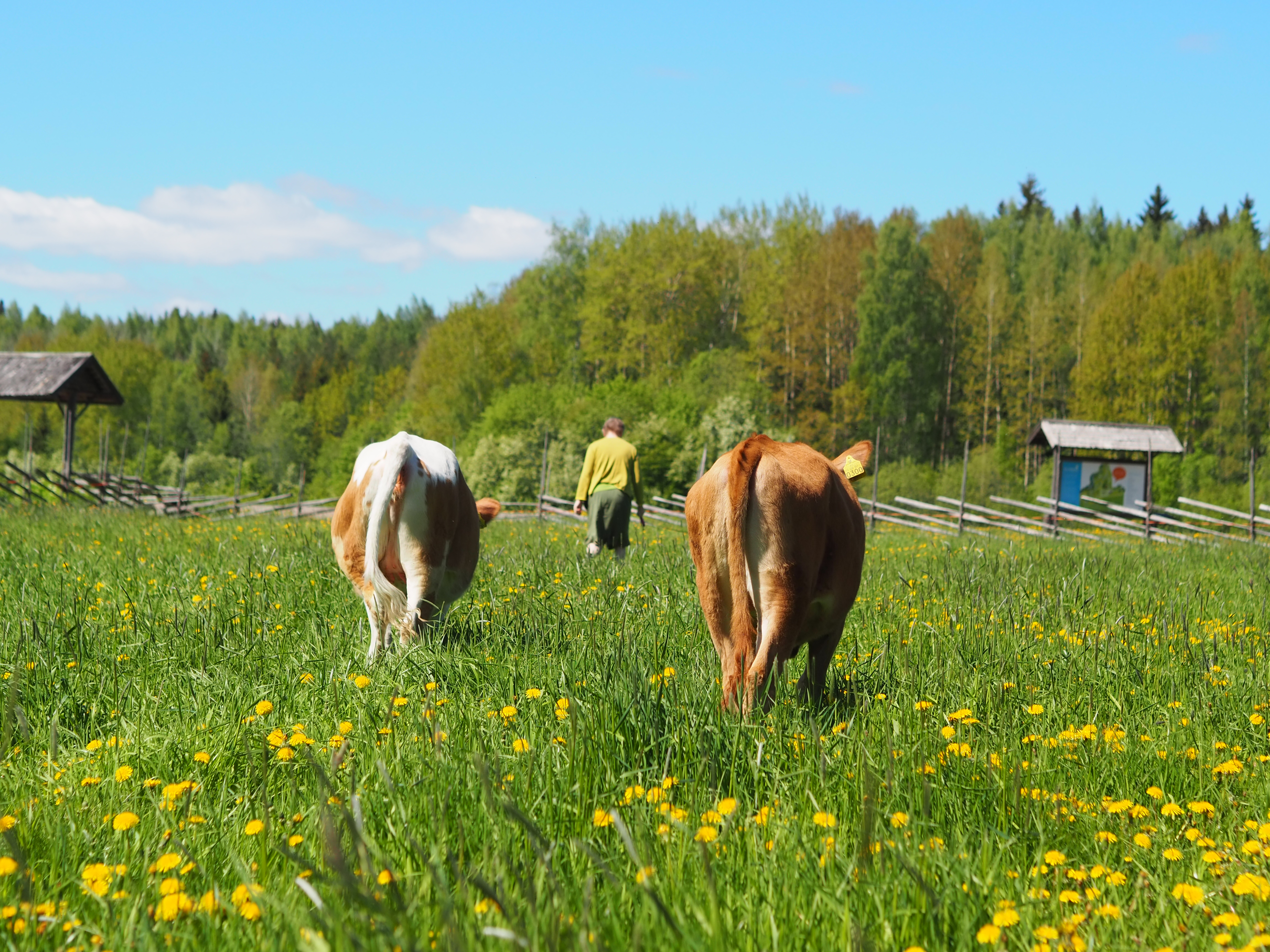 Alkuperäisrodut