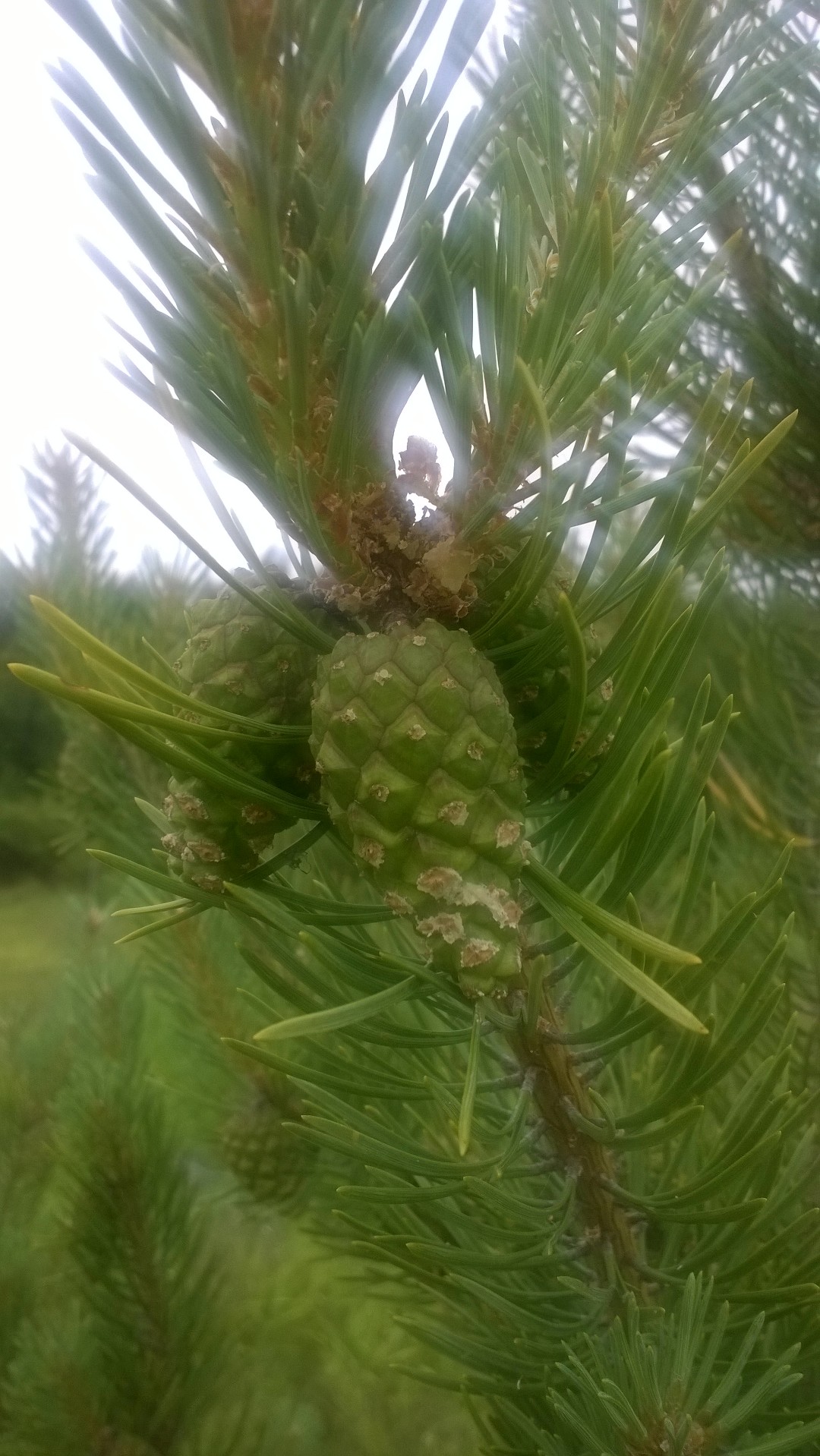 Spruce cone.