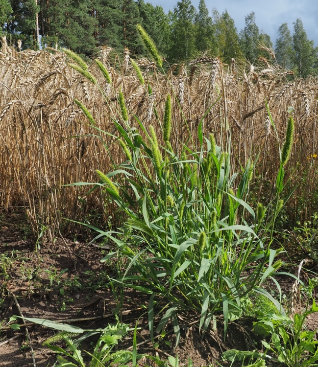 Pantaheinä.