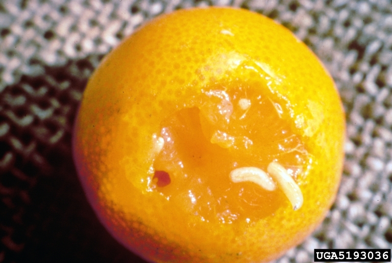 Appelsiinikärpäsen toukkia. Kuva: Florida Division of Plant Industry, Florida Department of Agriculture and Consumer Services, Bugwood.org