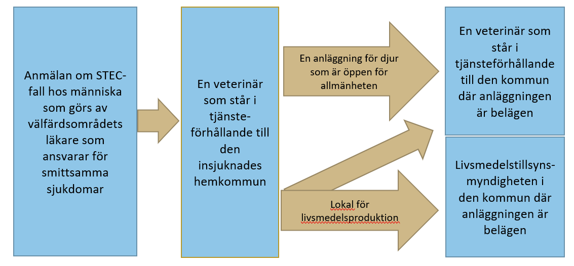 Diagram över anmälningsflödet från läkare till kommunalveterinären ocn livsmedelstillsynsmyndigheten