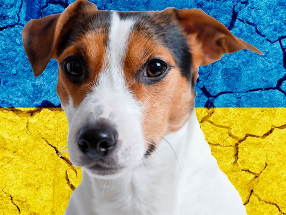 The health risks of Ukrainian pets should be recognised
