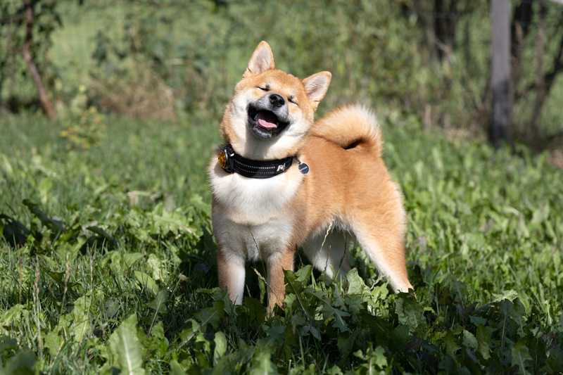 Frequently asked questions about the Dog Registry