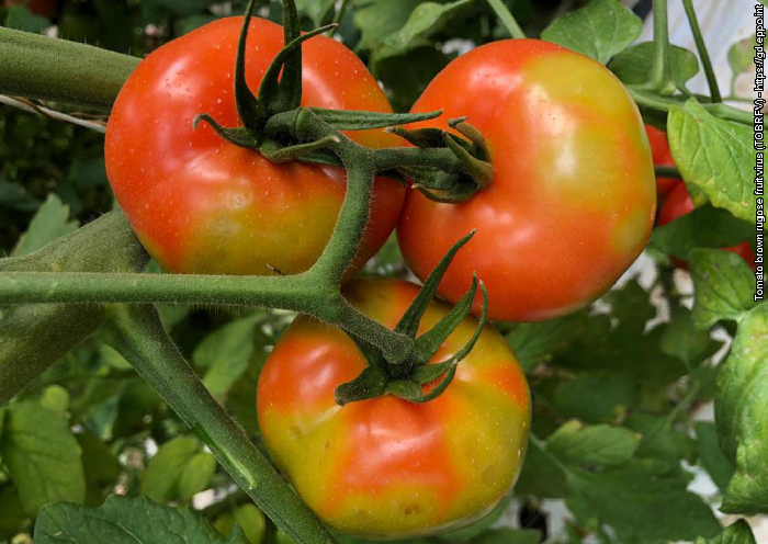 Tomato Brown Rugose Fruit Virus (ToBRFV) påträffades i tomatplantor