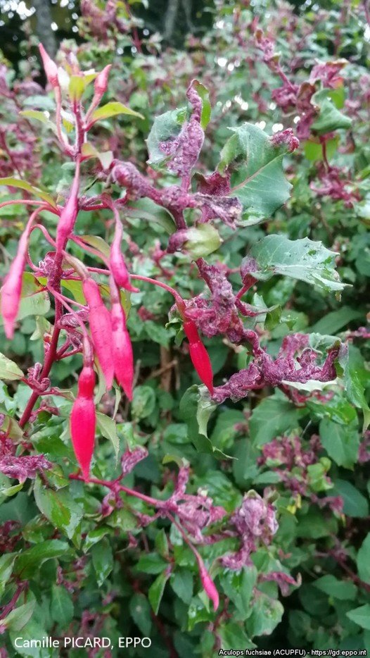 Aculops fuchsiae -äkämäpunkin vioitusta verenpisaralla