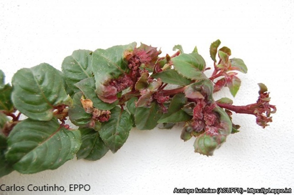 Aculops fuchsiae -äkämäpunkin vioitusta verenpisaralla