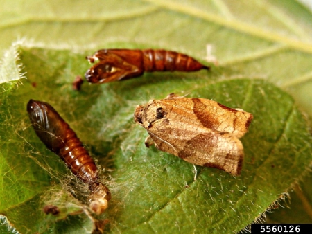 aikuinen ja kaksi koteloa