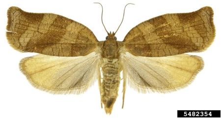 aikuinen k&auml;&auml;ri&auml;inen siivet auki