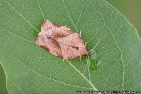 aikuinen k&auml;&auml;ri&auml;isperhonen