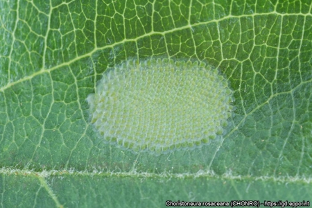 k&auml;&auml;ri&auml;isen munia lehdell&auml;