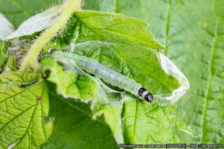 toukka lehdell&auml; ja seitti&auml;