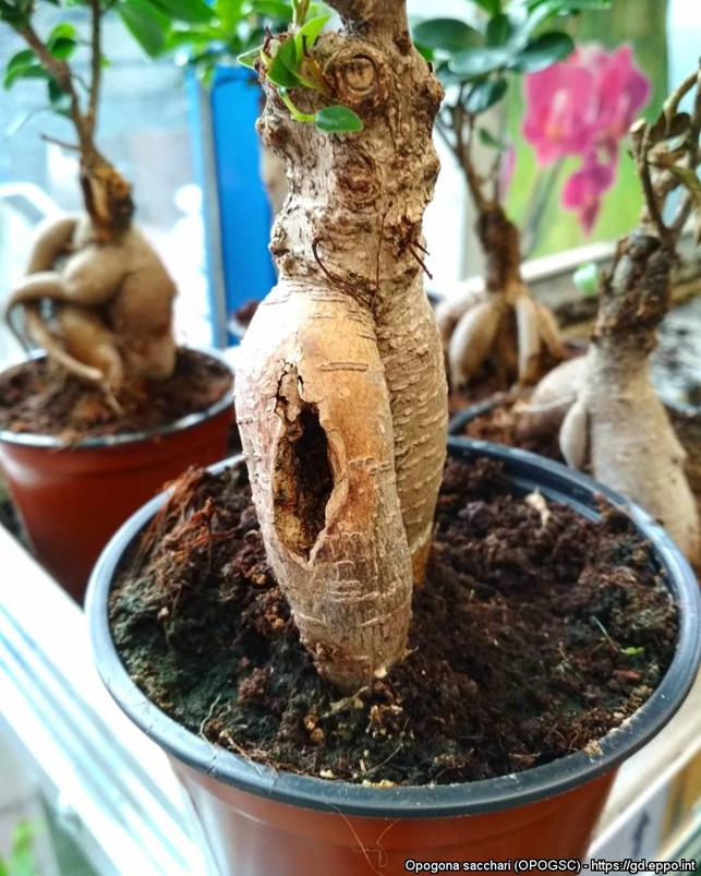 opogona saccharin vioittama viherkasvi