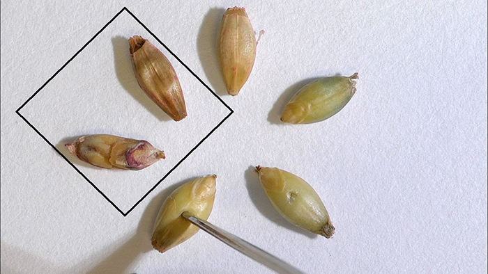  itämättömistä siemenistä neljä kehitti pistelyn jälkeen normaalin idun