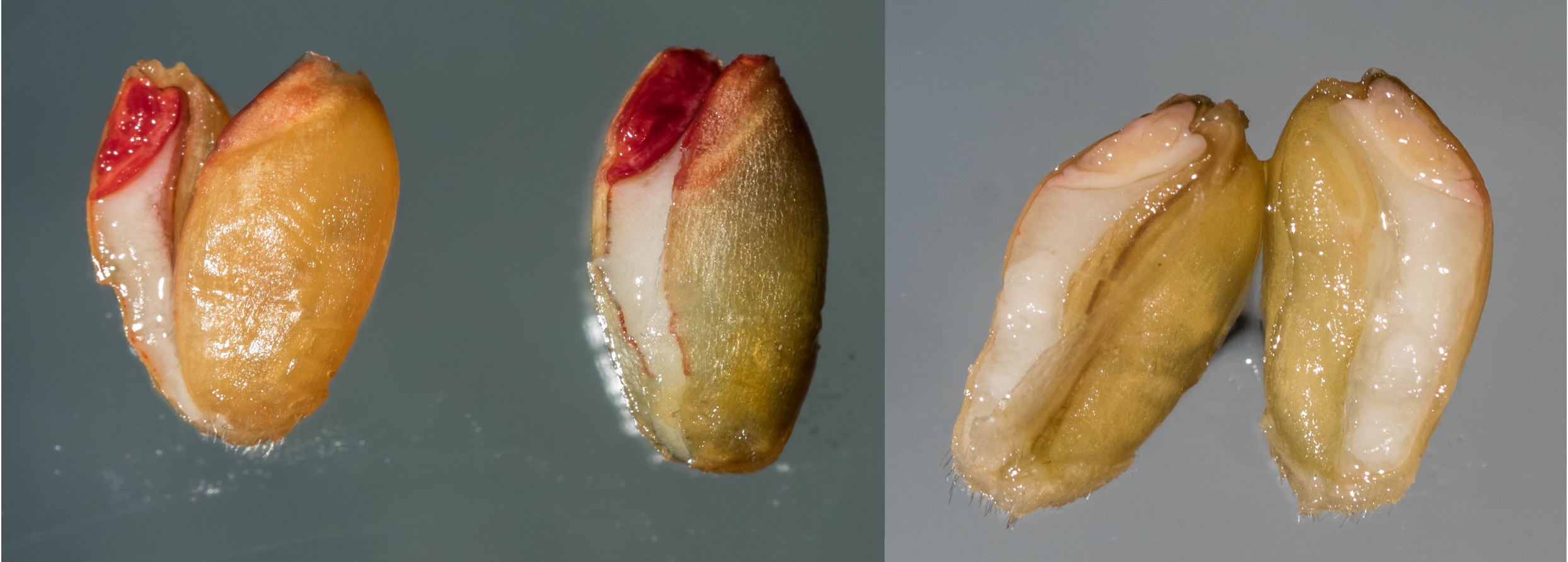Kuvassa on kolme halkaistua viljan siementä. Kahden vasemmanpuoleisen siemenen alkion solukko on punaista. Kolmannen siemenen alkion solukko on valkoista.