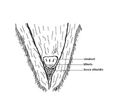 Tamman klitoriksen CEM-näytteenottokohdat.