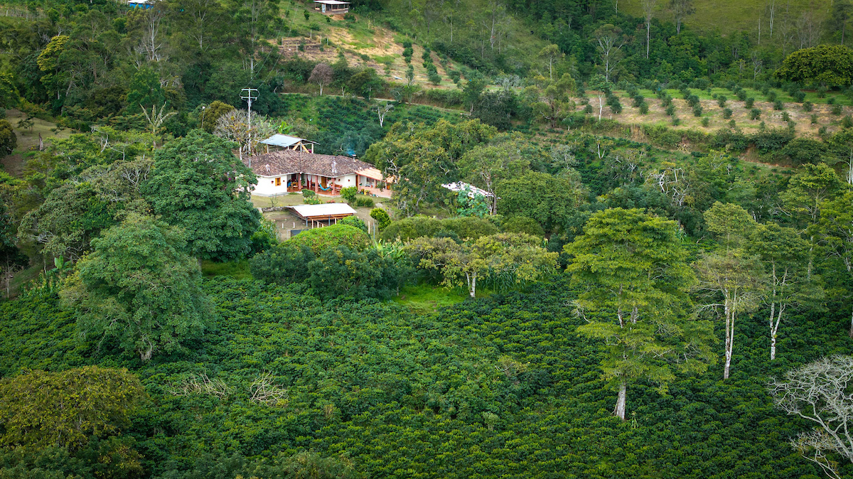Paulig pienviljelikahvitilalta Kolumbian Caucan laaksossa .jpg