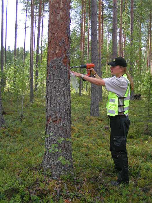 Mäntyankeroisnäytteenotto puusta.