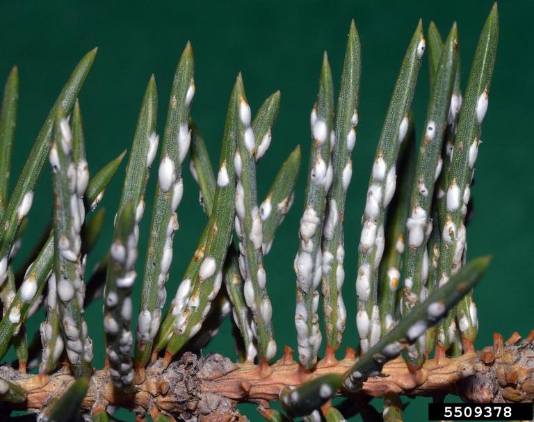 Chionaspis pinifoliae -kuorikilpikirvan tuhoja kasvissa.