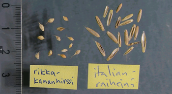 Rikkakananhirssin siementä muiden viljelykasvilajien siementen kanssa: italianraiheinä.