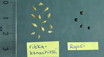 Frön av hönshirs visas med frön av olika odlingsgrödor: raps.
