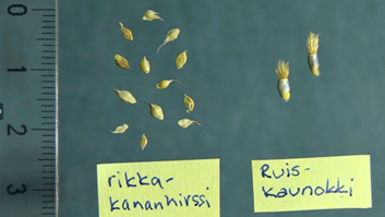 Frön av hönshirs visas med frön av olika odlingsgrödor: blåklint.