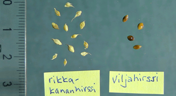 Frön av hönshirs visas med frön av olika odlingsgrödor: hirs.