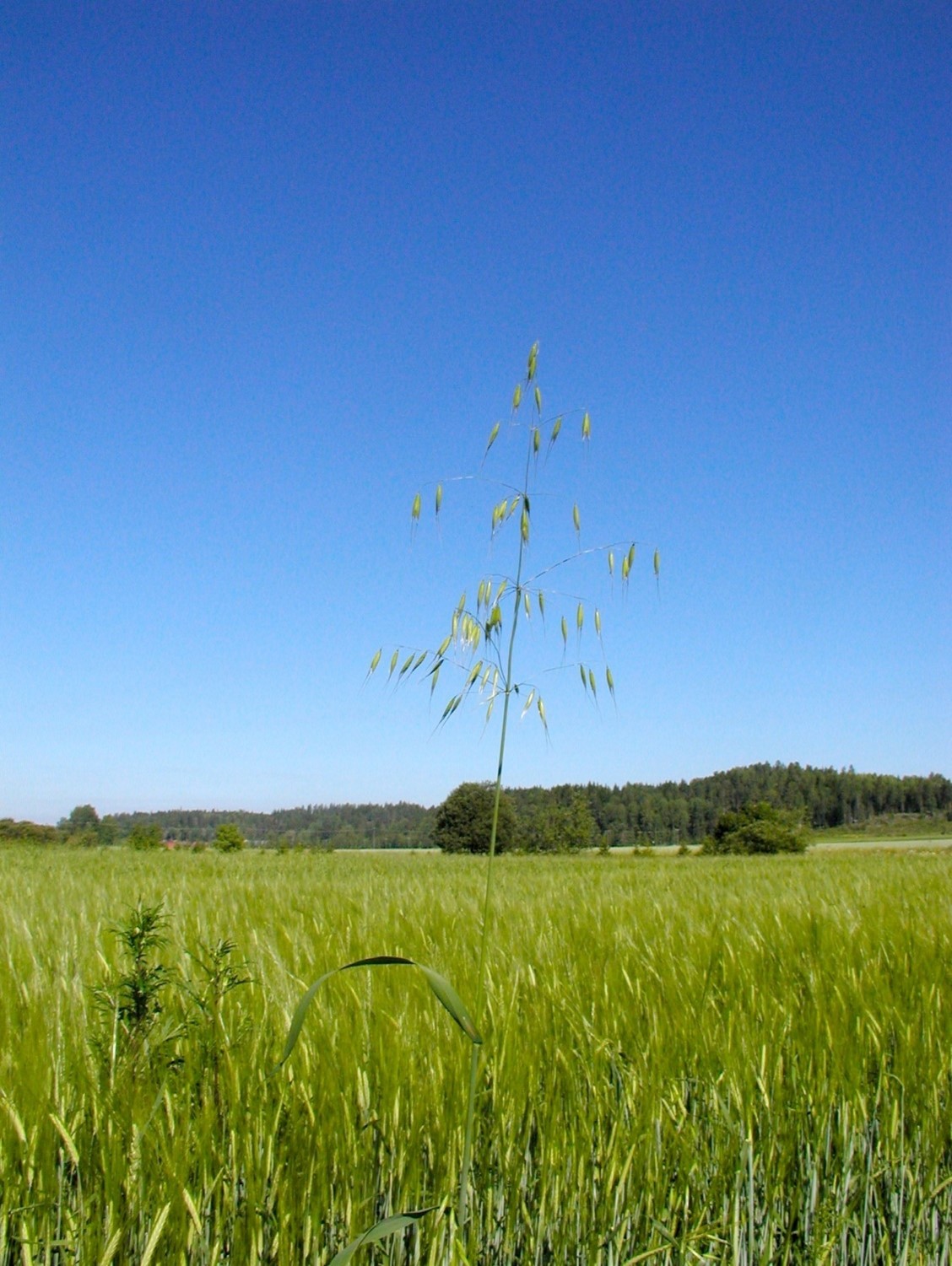 Yksittäinen hukkakaura kasvustossa