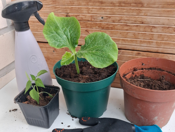 Ole huolellinen multaa käsitellessäsi