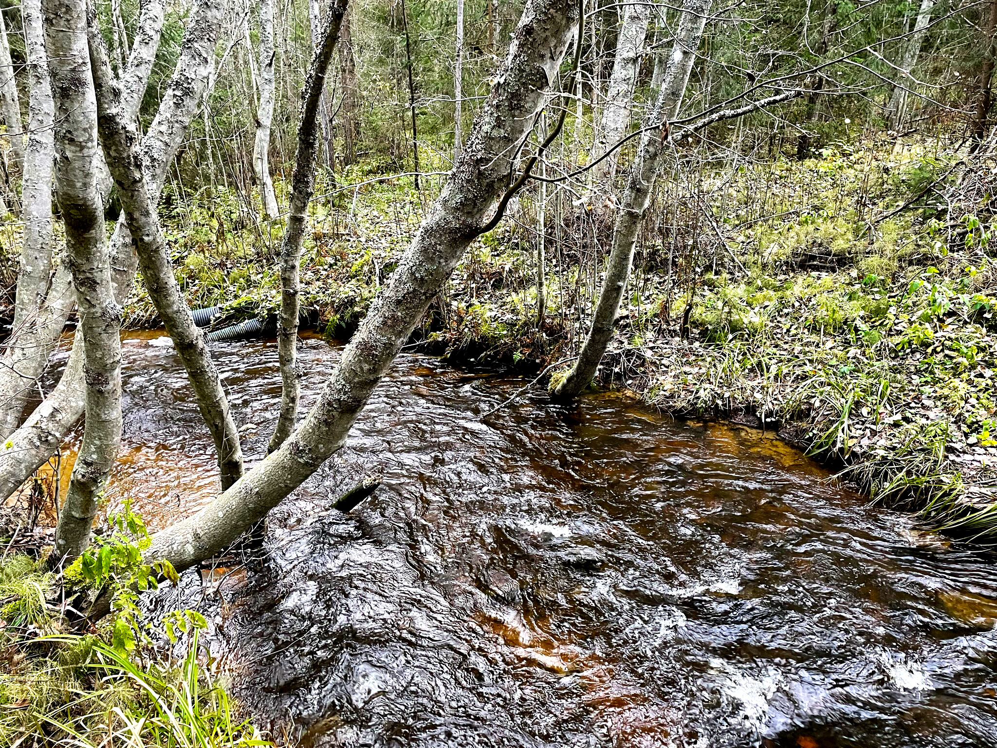 Jokihelmisimpukan kotijoki Turkisoja