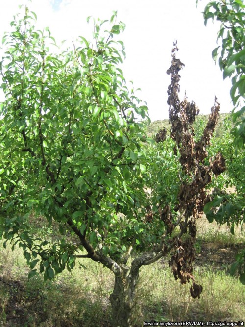 tulipoltteen tyypillisiä oireita päärynäpuussa.jpg