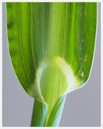 11_rikkakananhirssin kieleke 2 pieni koko.jpg