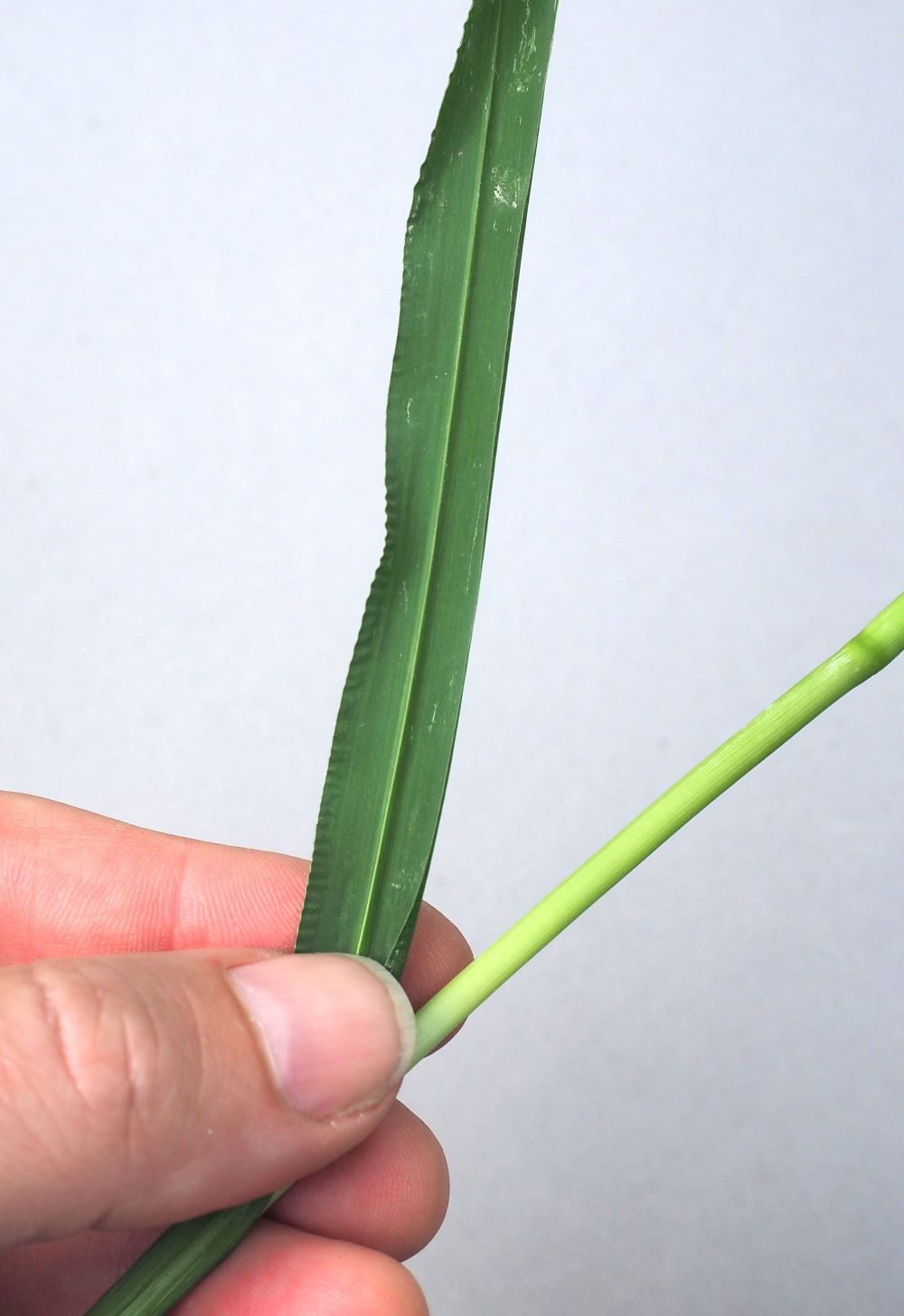 12_harjanne-lehden-alapinnalla pieni koko.jpg