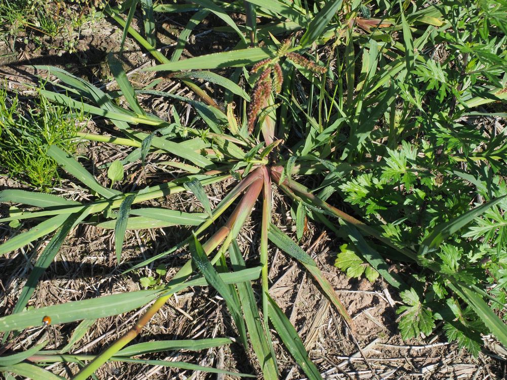 13_kananhirssi_varsien-alalosa_pieni koko.jpg