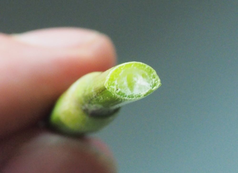 14_rikkakananhirssi-varren-poikkileikkaus pieni koko.jpg