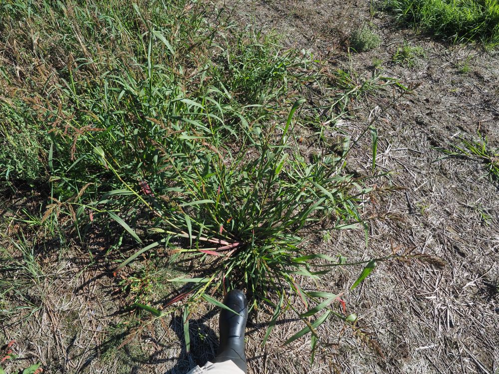 15_iso-rikkakananhirssi pieni koko.jpg