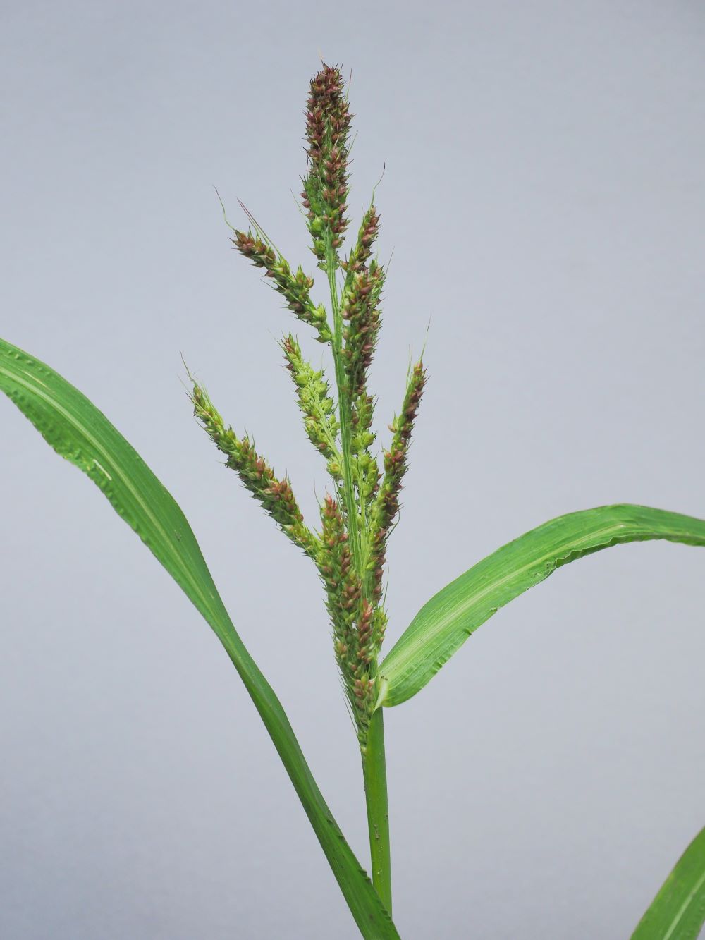 18_rikkakananhirssin-kukinto pieni koko.jpg