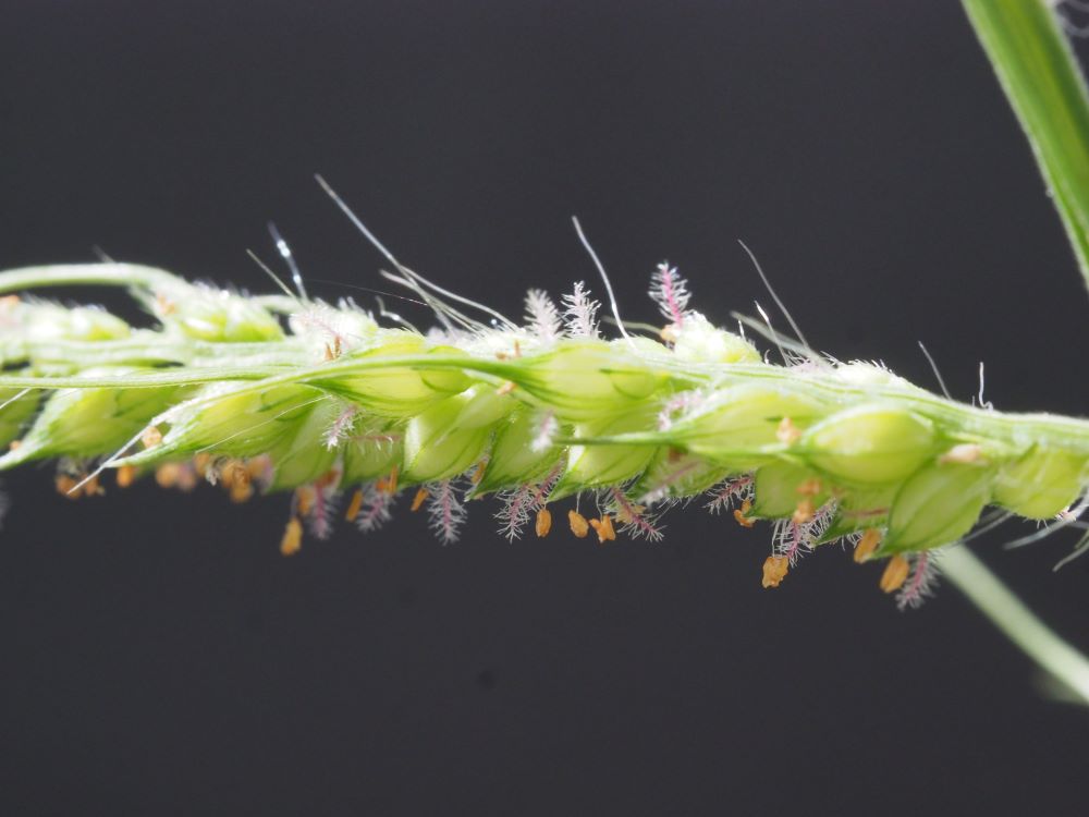 19_rikkakananhirssi-polyttaa pieni koko.jpg