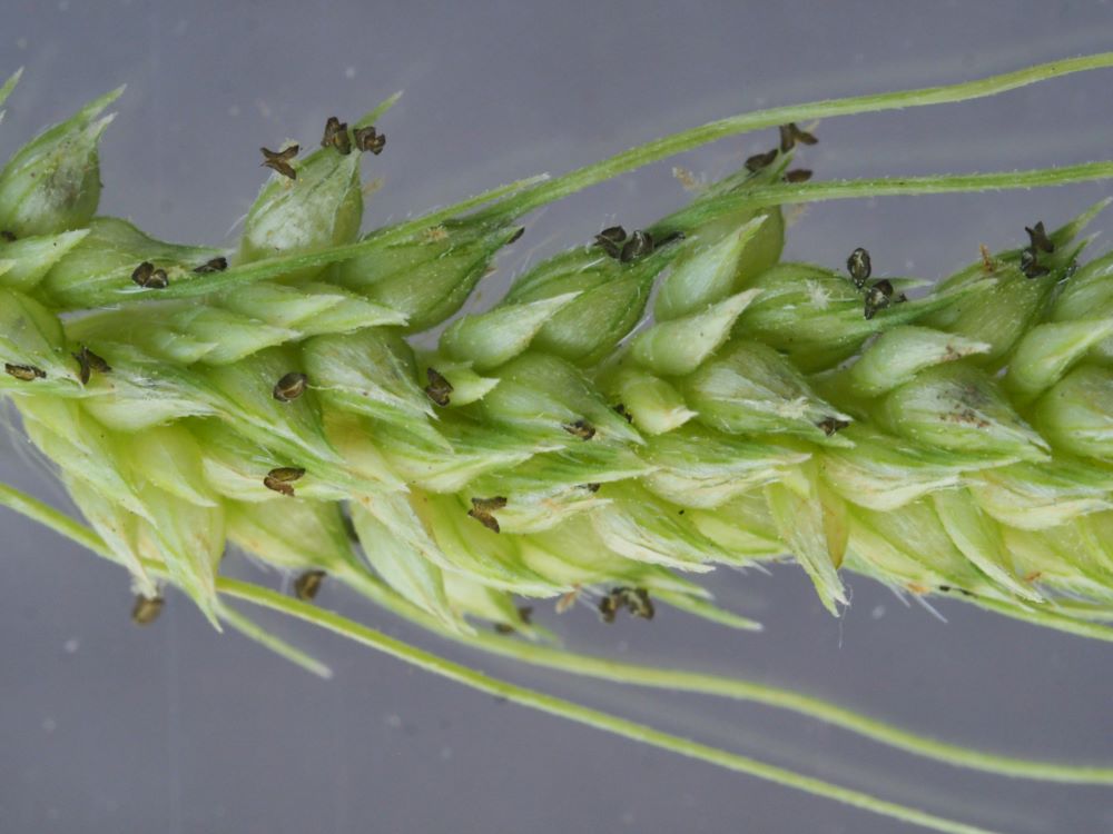 20_rikkakananhirssin-kukinto-heteet pieni koko.jpg