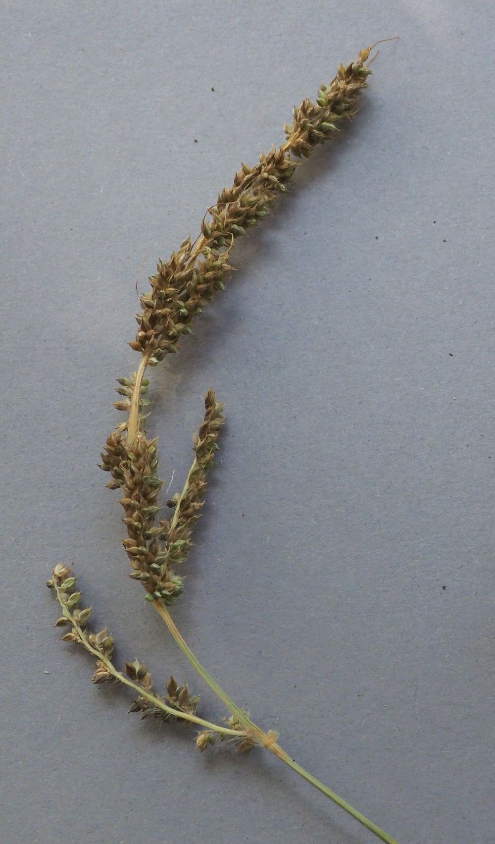 21_rikkakananhirssi tuleentunut-royhy pieni koko.jpg