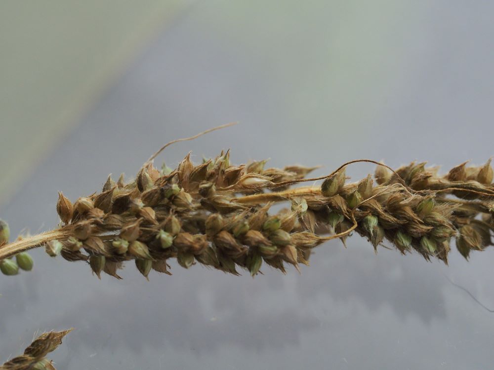 22_rikkakananhirssinkukinto-varisevat-tahkylat pieni koko.jpg