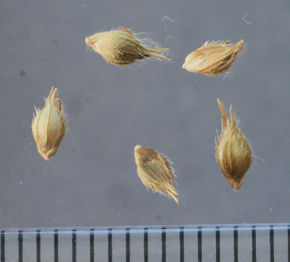 24_rikkakananhirssin-tahkyloita_pieni koko.jpg