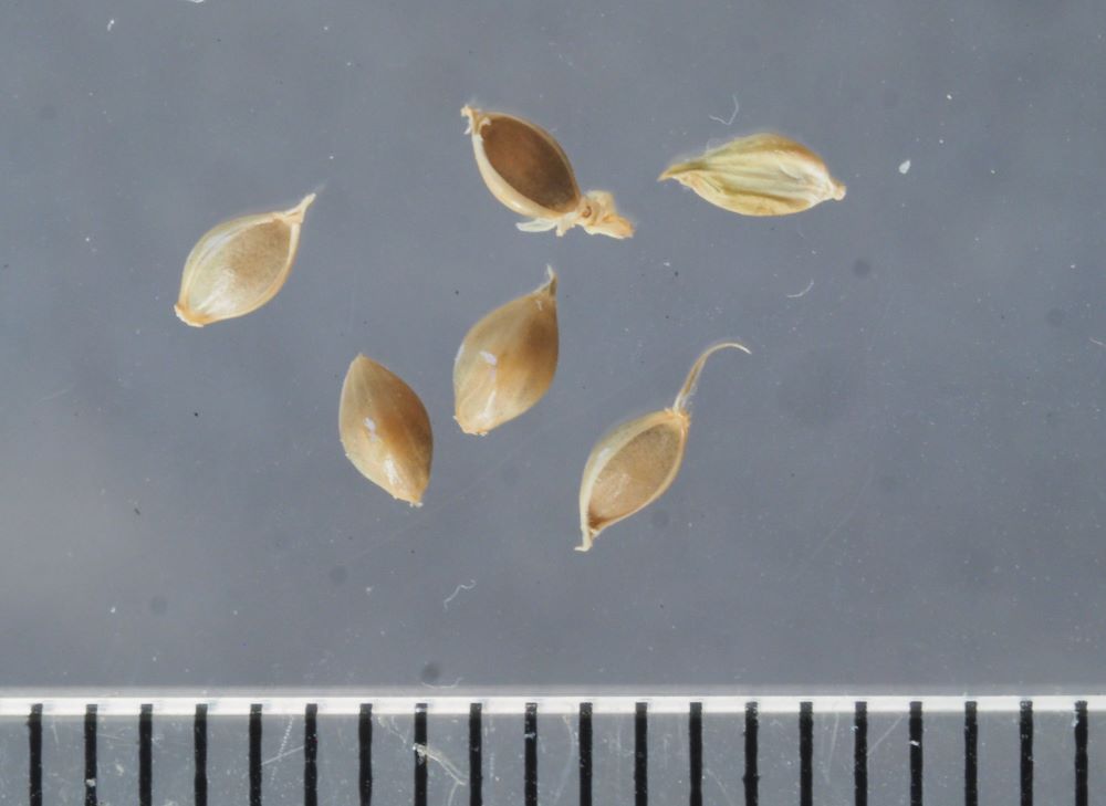 25_rikkakananhirssin-siemenia pieni koko.jpg