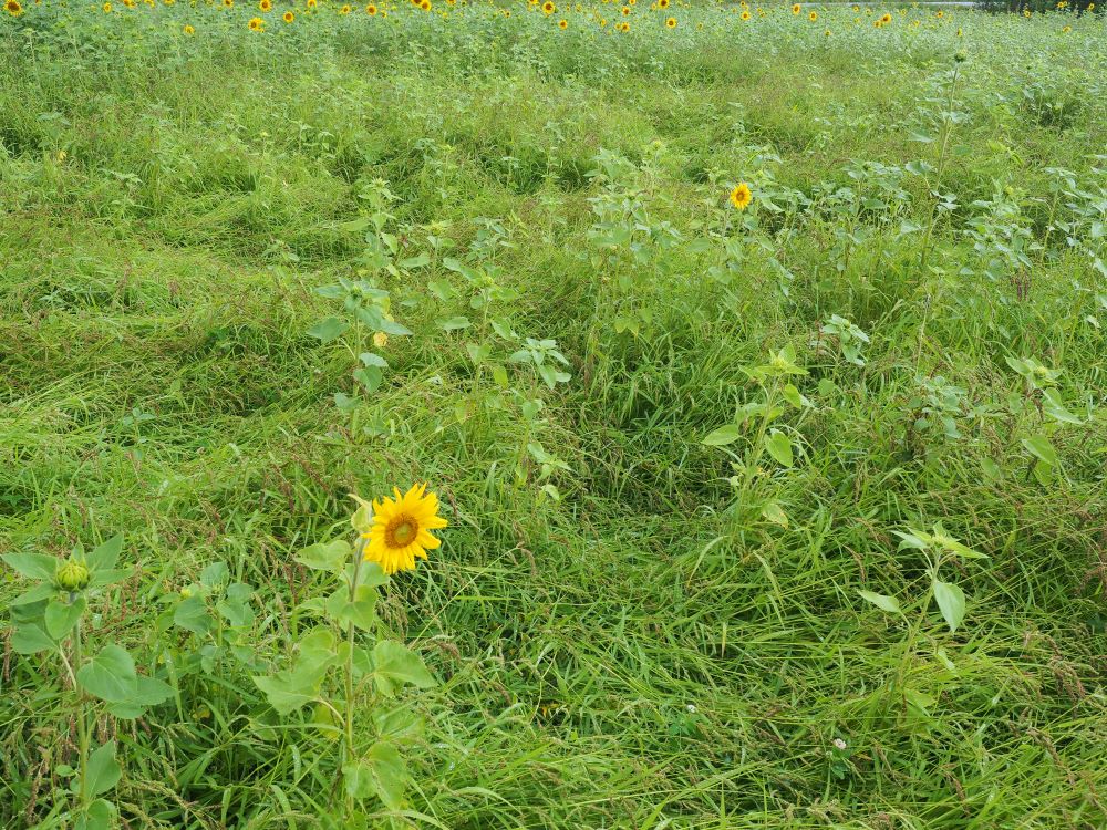 2_rikkakananhirssi-pahoin-saastunut-pelto pieni koko.jpg