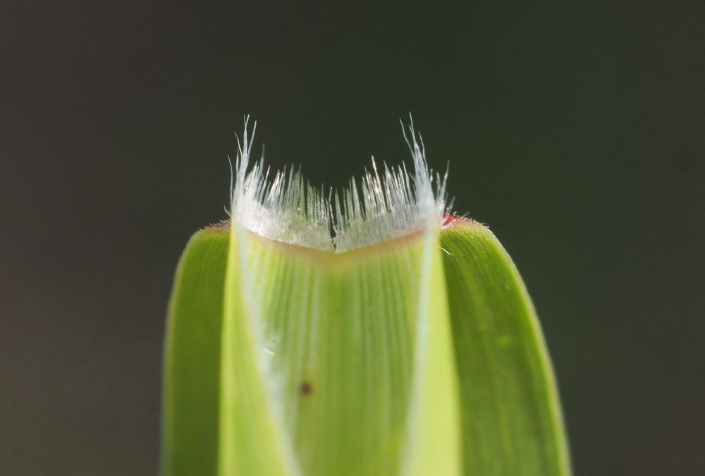 3 viherpantaheina-kielekkeen-karvat pieni koko.jpg