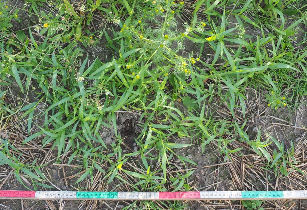 4 viherpantaheinan-taimia pieni koko.jpg