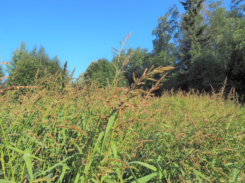 4_rikkakananhirssi pieni koko.jpg